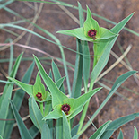 Euphorbia monteiroi